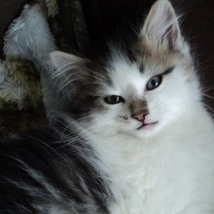 Meet your Posher, Manon